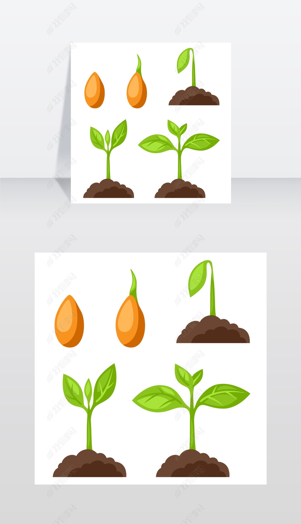 植物生长阶段的插图图片为横幅网站设计