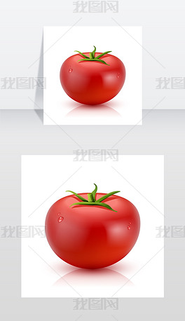 红色成熟的番茄与水滴孤立在白色背景上的现矢量图