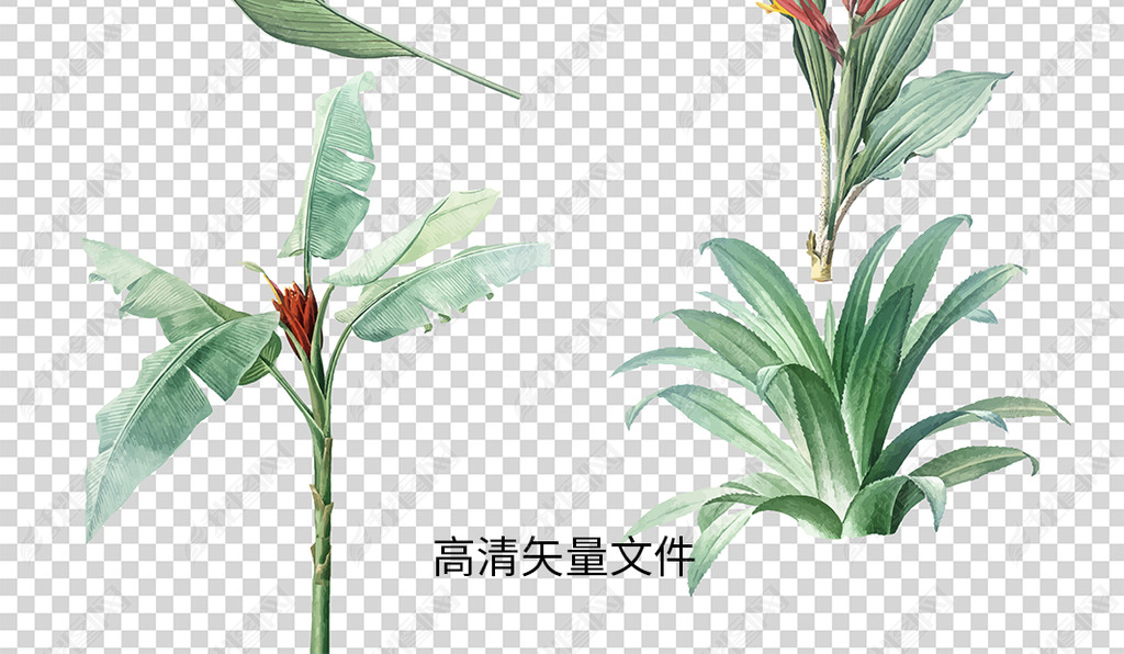 手绘热带植物北欧热带花卉手绘插画素材PNG免扣