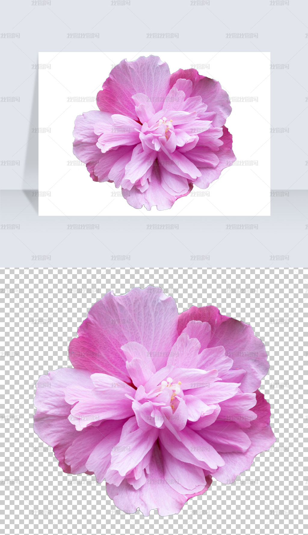 高清唯美芍药牡丹白茶花水墨国画典雅雍容牡丹花装饰png素材图片模板下载 动物植物 我图网