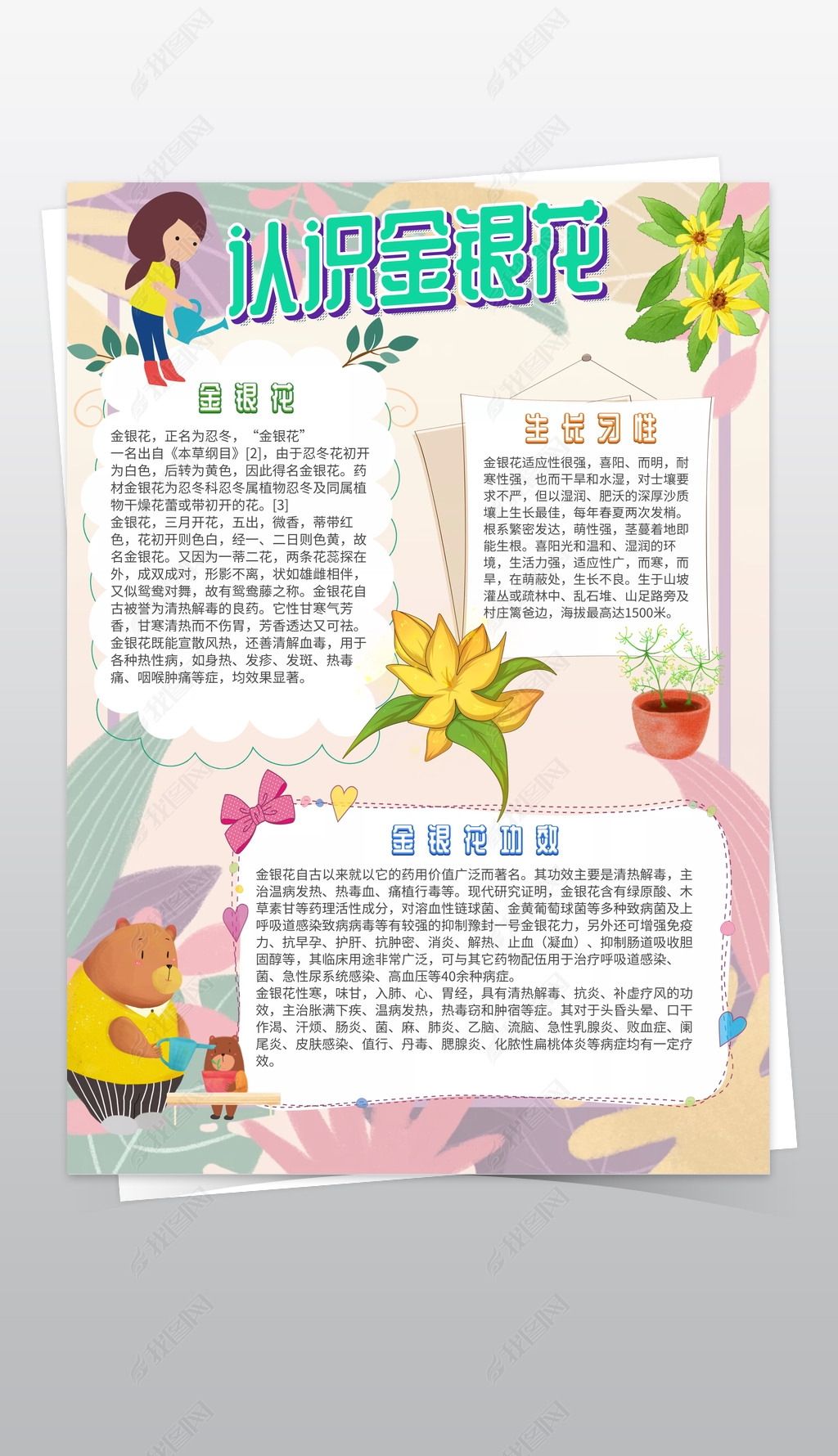 原创粉色卡通认识金银花小报手抄报模板版权可商用
