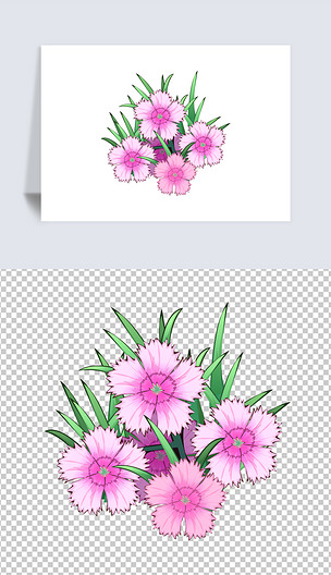 原创卡通手绘风格多种观花植物花卉石竹版权可商用