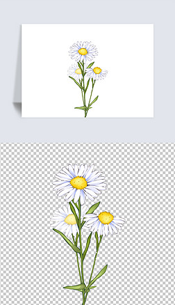 卡通手绘风格多种观花植物花卉小白菊