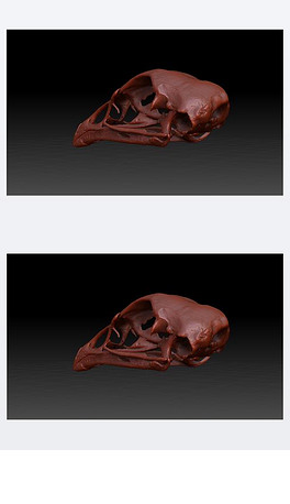 3d模型鸡头骨