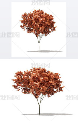 3D模型红枫（红槭）4米