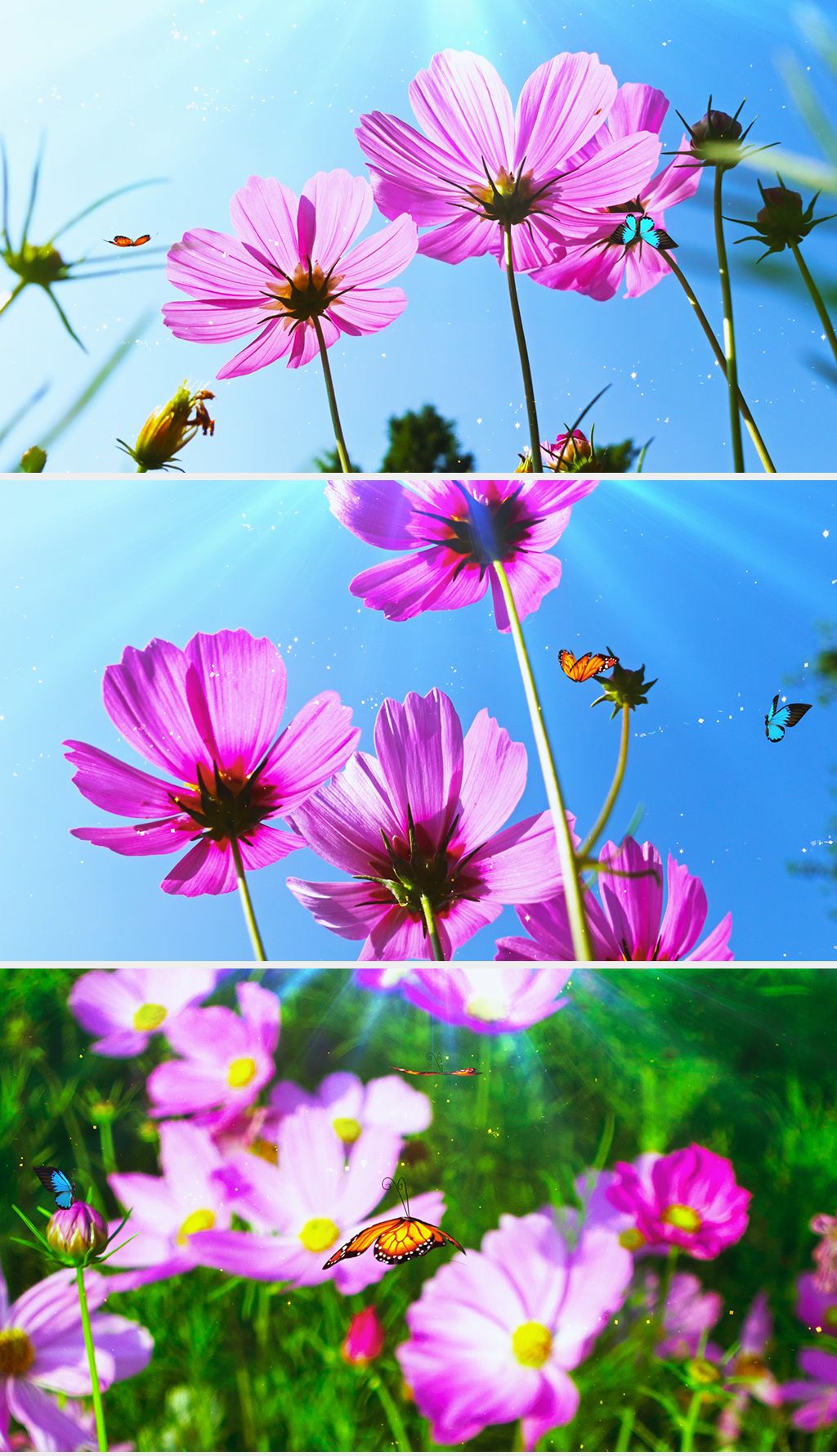 小清新格桑花蝴蝶舞台背景视频下载-编号23356670-led视频素材-我图网