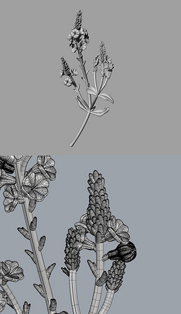 薰衣草花朵植物犀牛模型