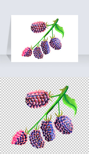手绘桑葚png