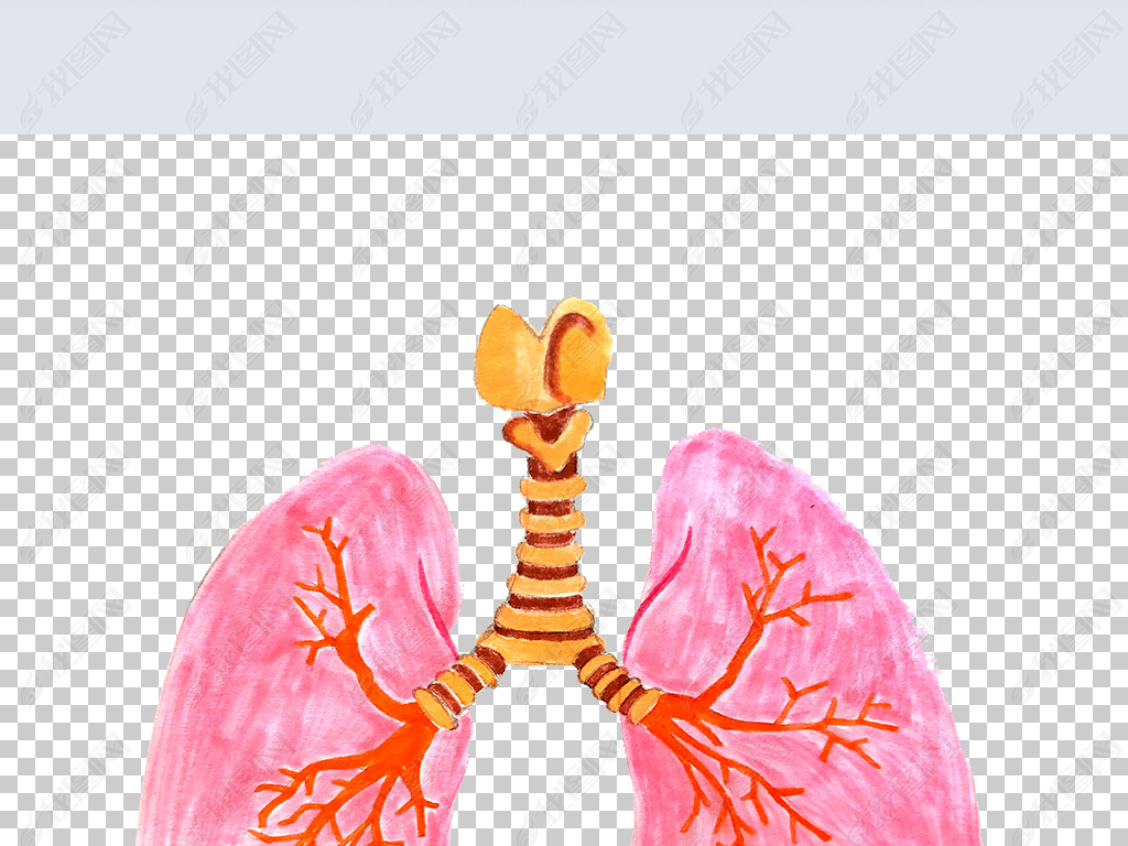 手绘卡通肺部png