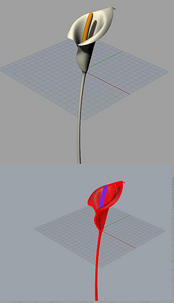 马蹄莲花朵花瓣犀牛模型