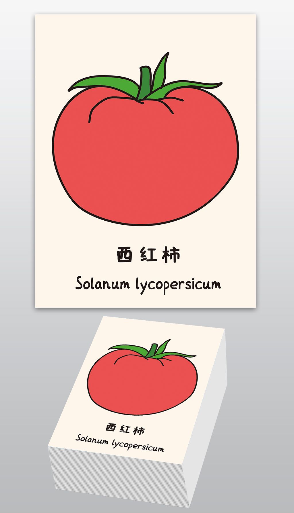 原创原创西红柿早教卡片儿童英语中英文识字卡片版权可商用