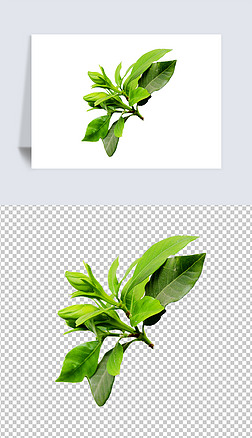 花骨朵png免抠元素|栀子花骨朵植物免抠实拍摄影png