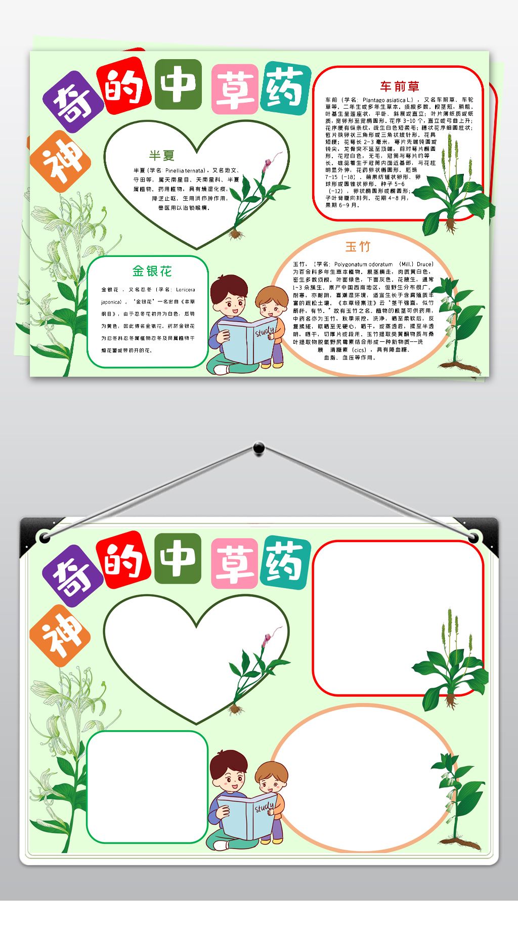 原创word认识中草药小报中药小知识手抄报神奇的中草药小报版权可商用