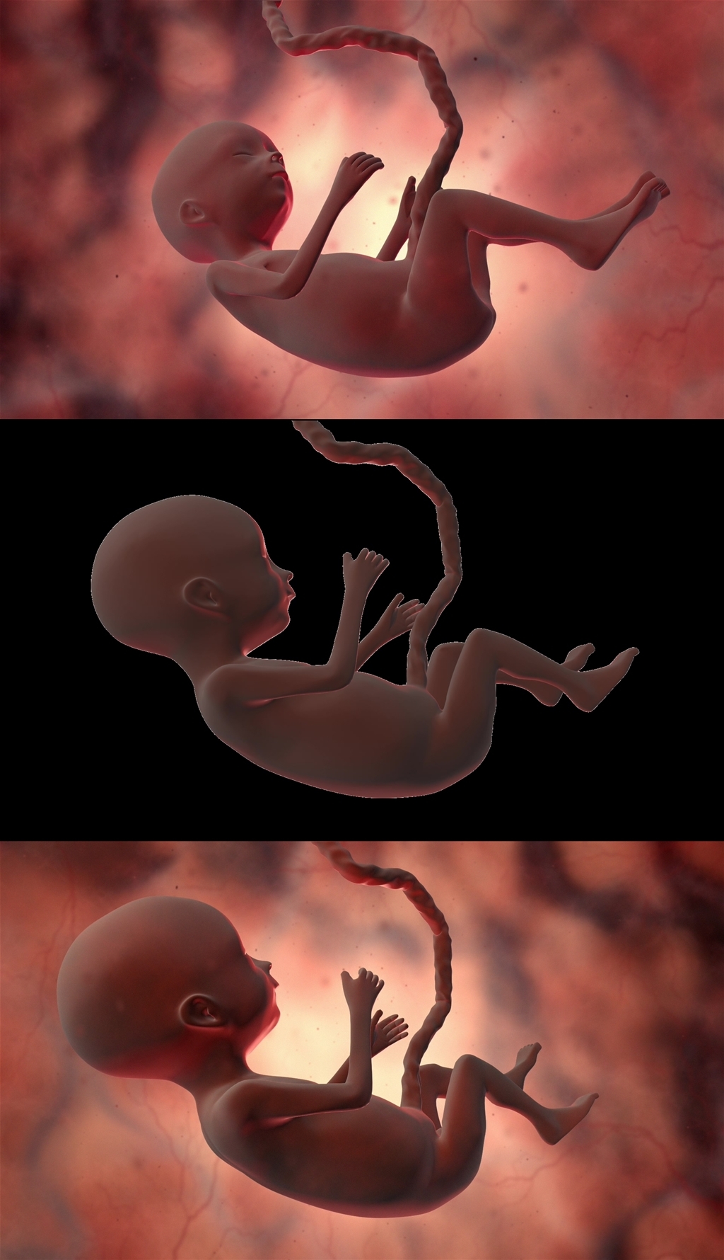 胎儿子宫胎儿三维动画带通道医疗视频素材