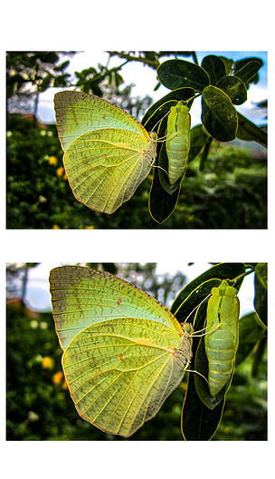 破茧而出的蝴蝶绿色昆虫