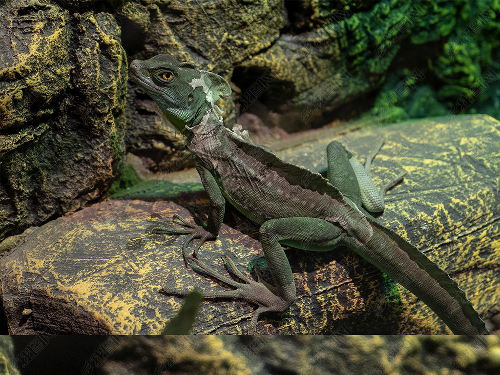 绿鬣蜥高清摄影图