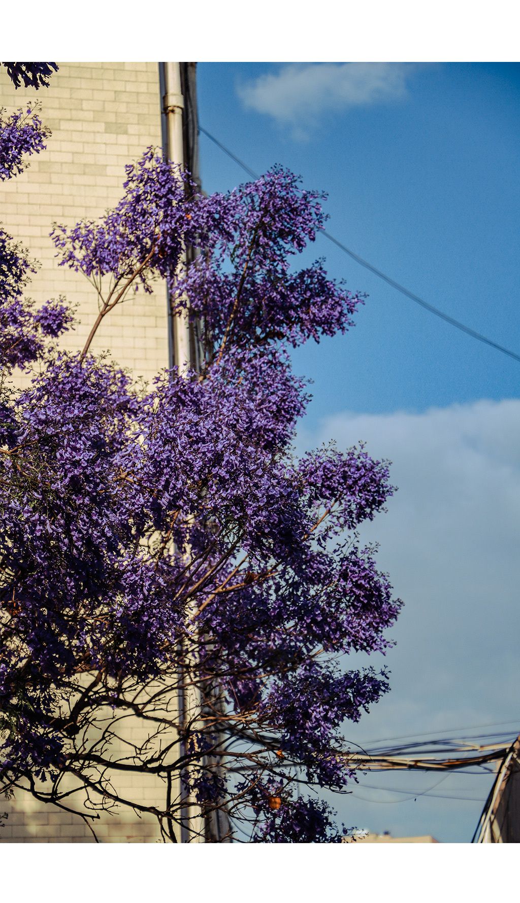 云南昆明教场中路网红打卡点蓝花楹