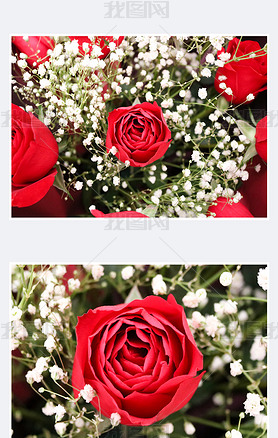 玫瑰花满天星浪漫七夕情人节鲜花摄影图