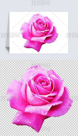 实拍摄影PNG粉色玫瑰花2素材免扣元素照片