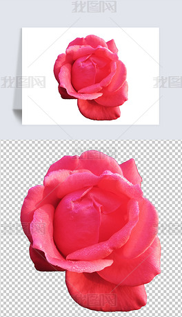实拍摄影PNG红玫瑰花2素材免扣元素照片