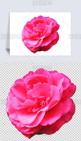 粉色茶花2花朵鲜花免抠元素实拍摄影图素材