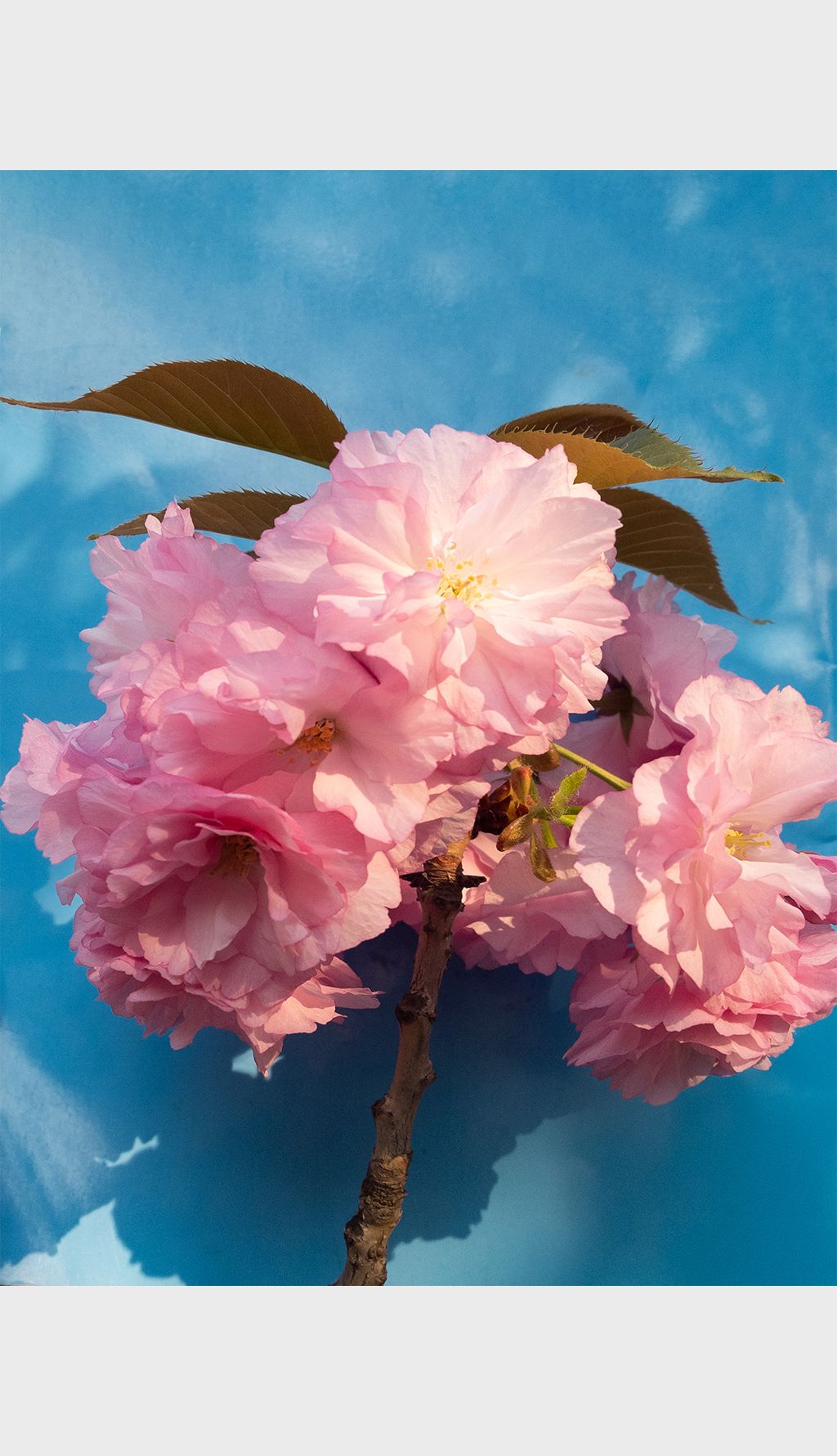 花卉三朵日本晚樱高清摄影图照片