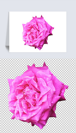 摄影PNG粉色玫瑰花7花朵素材免扣元素图片