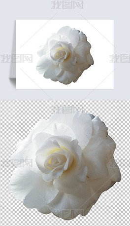 白色茶花1花朵鲜花免抠元素实拍摄影图素材