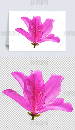 摄影PNG紫色杜鹃花6花朵素材免扣元素图片