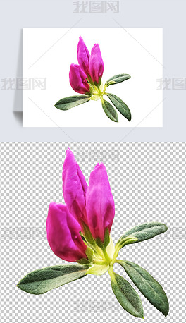 摄影PNG紫色杜鹃花9花朵素材免扣元素图片