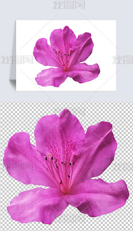 摄影PNG紫色杜鹃花12花朵素材免扣元素图片