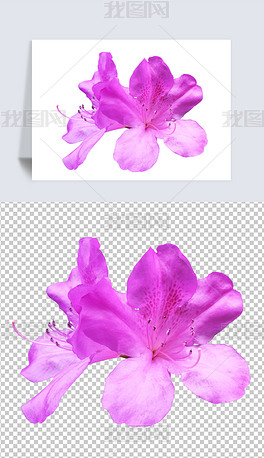 摄影PNG紫色杜鹃花13花朵素材免扣元素图片