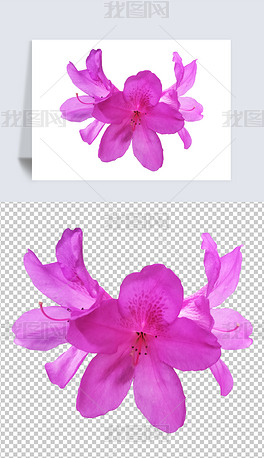 摄影PNG紫色杜鹃花17花朵素材免扣元素图片