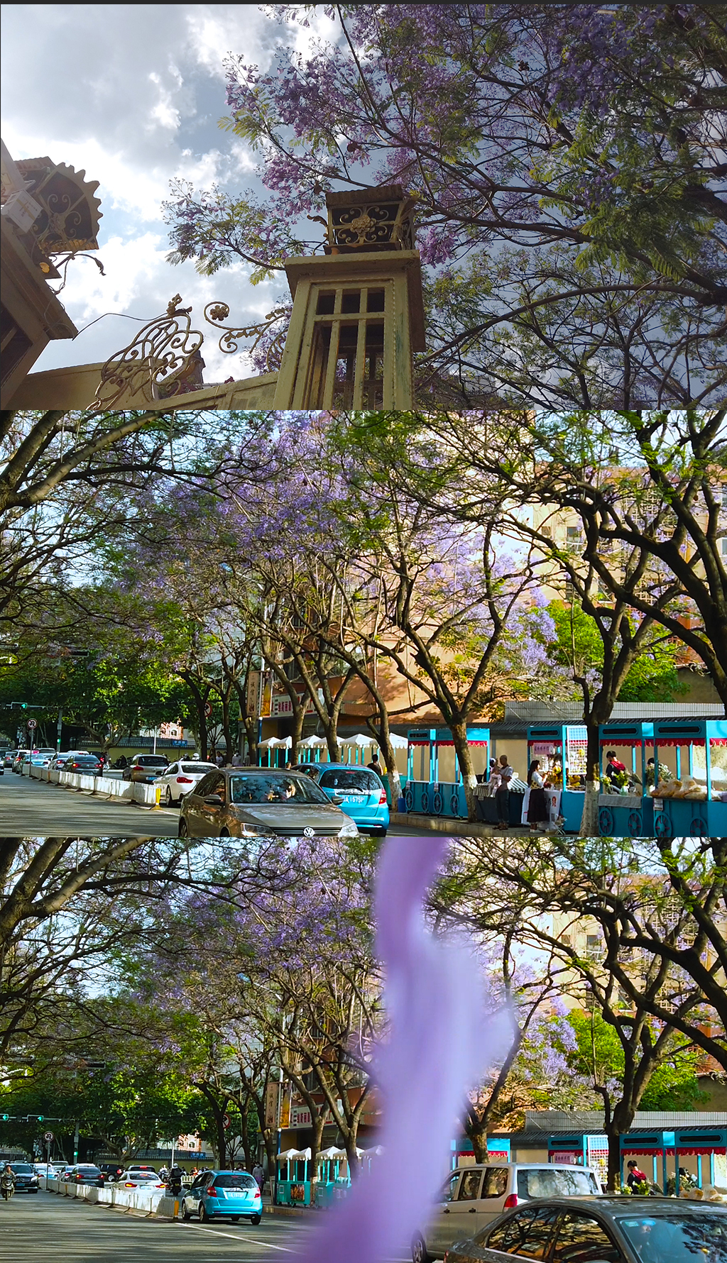 昆明教场中路街景蓝花楹道