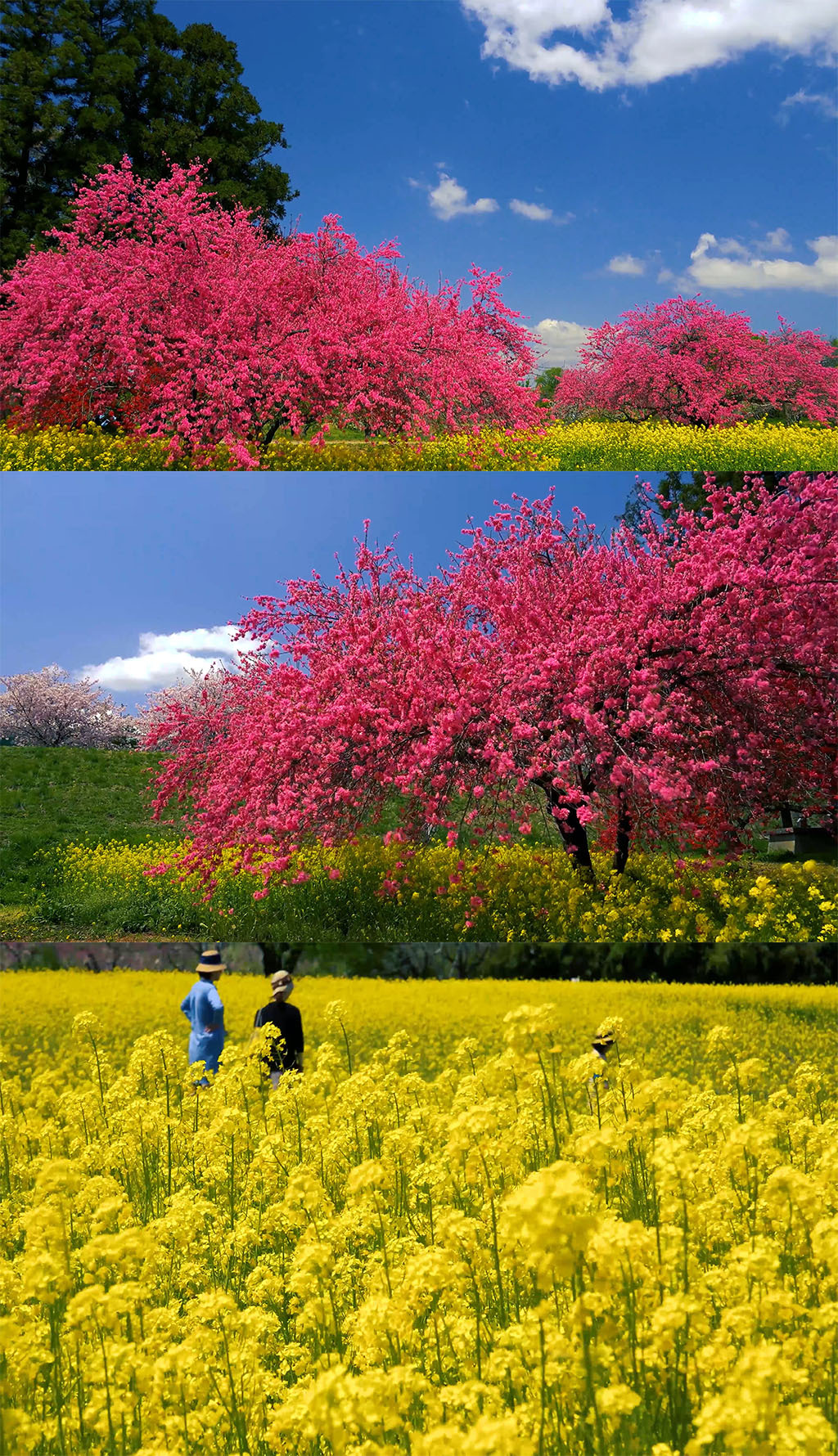 4k樱花杏花油菜花