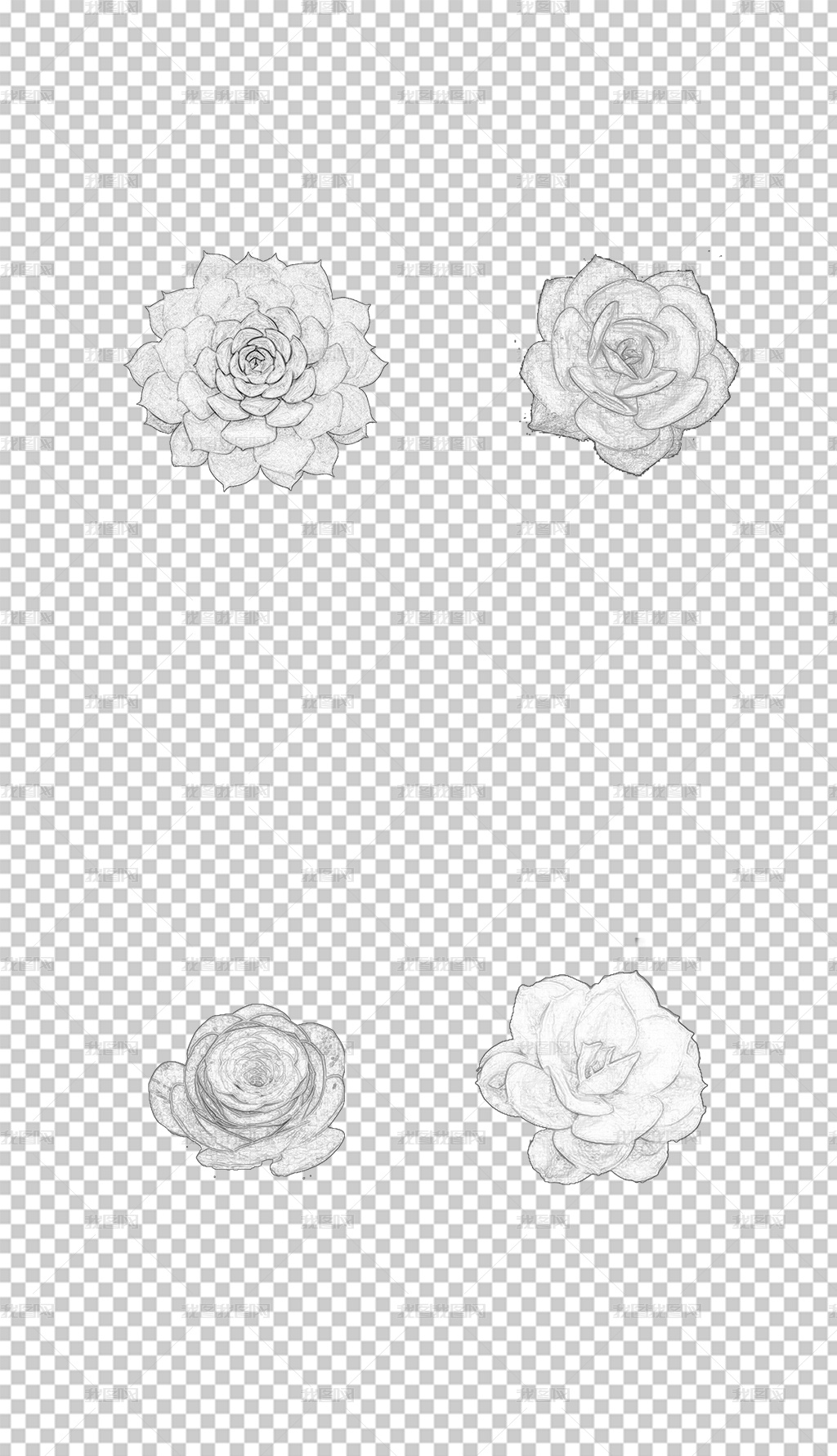 多肉植物素描画免抠素材 品类1 图片模板下载 动物植物 我图网