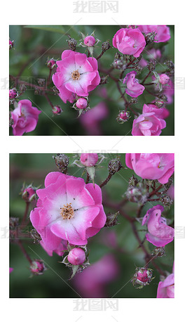 唯美粉色单瓣月季花实拍摄影图