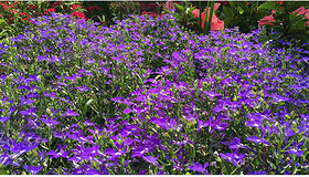 公园花丛花草植物紫色小花公园景观