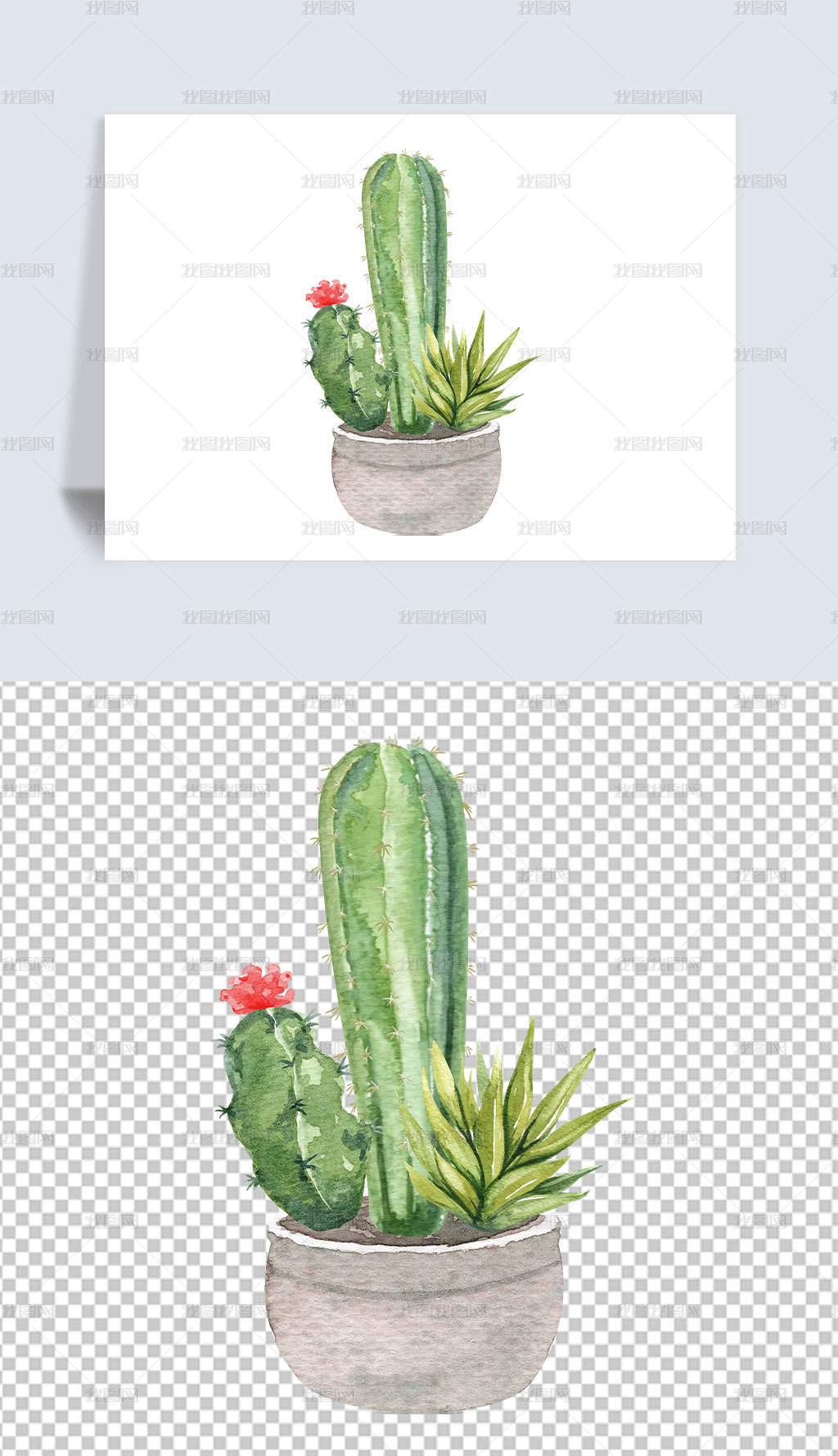 手绘水彩多肉植物仙人掌图片素材模板下载 动植物 我图网
