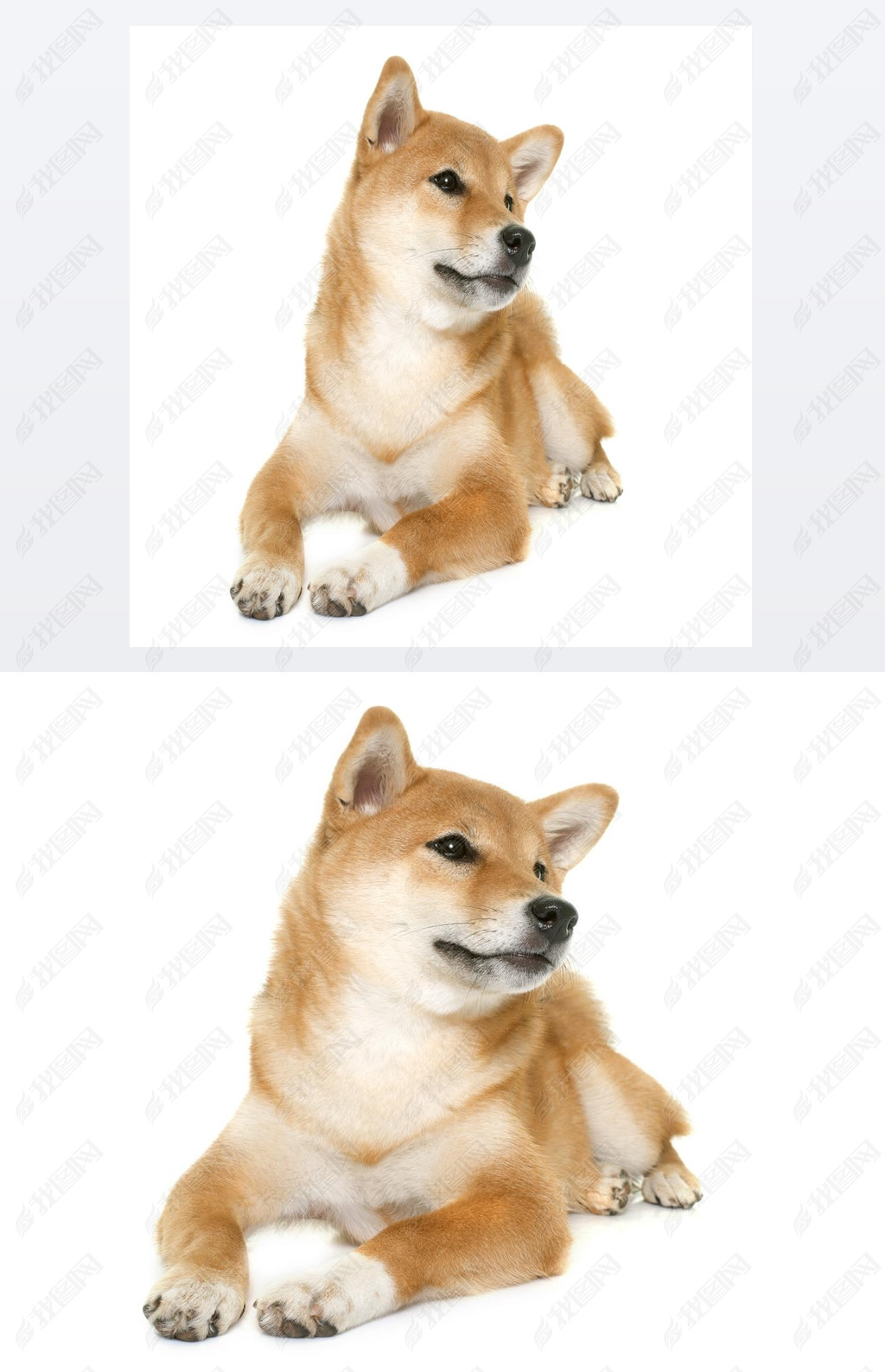  shiba inu