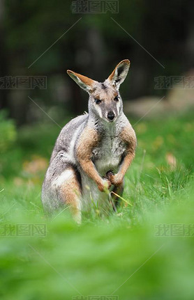  Wallaby-Petrogale xanthopus-ĴǴ