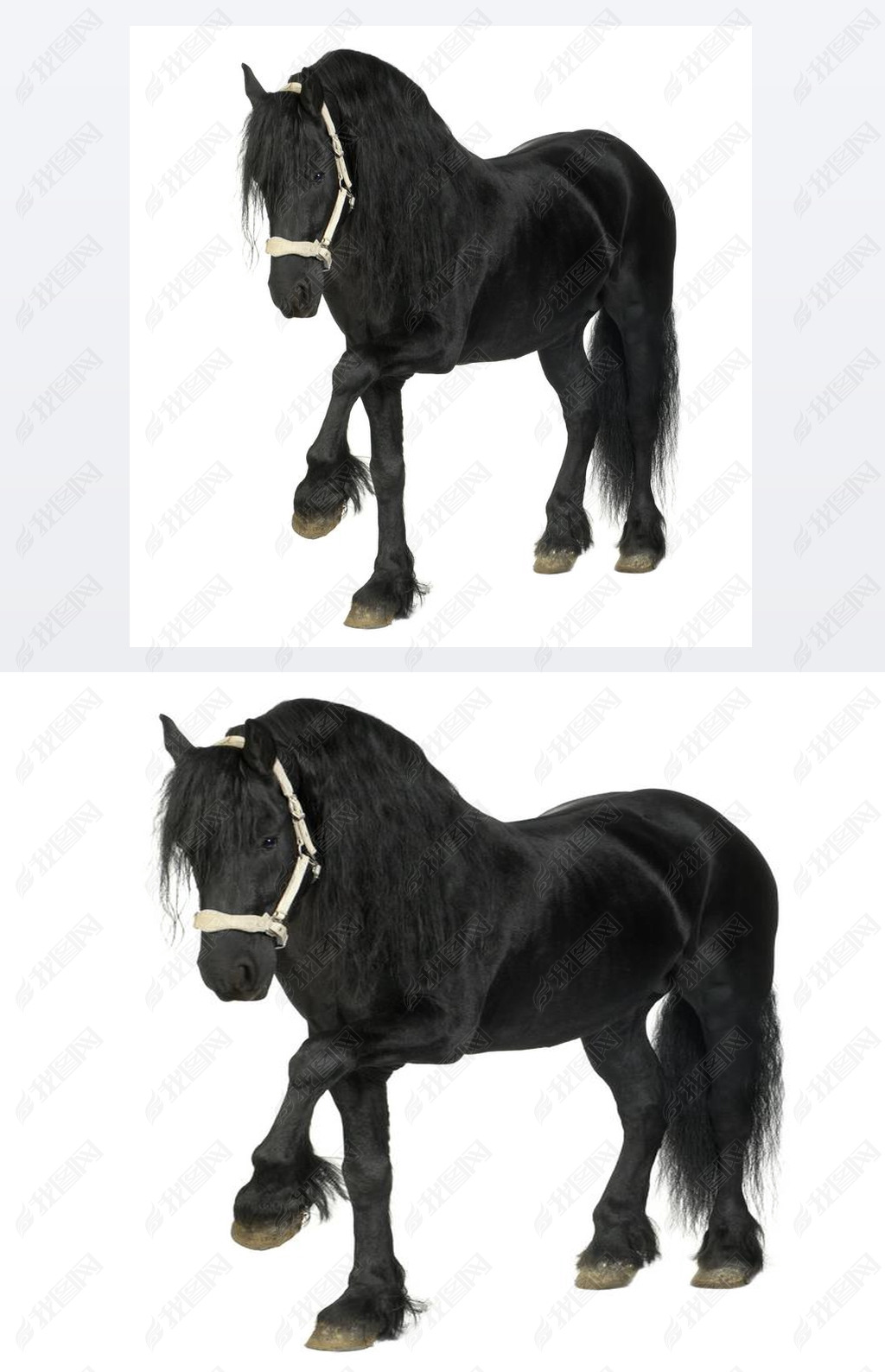 friesian 