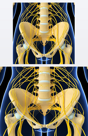 中枢神经系统的3d艺术插图