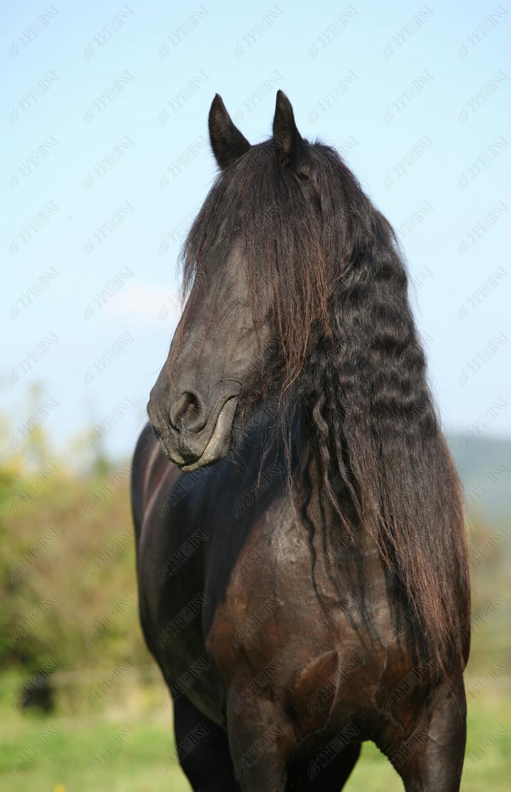  friesian ǳë