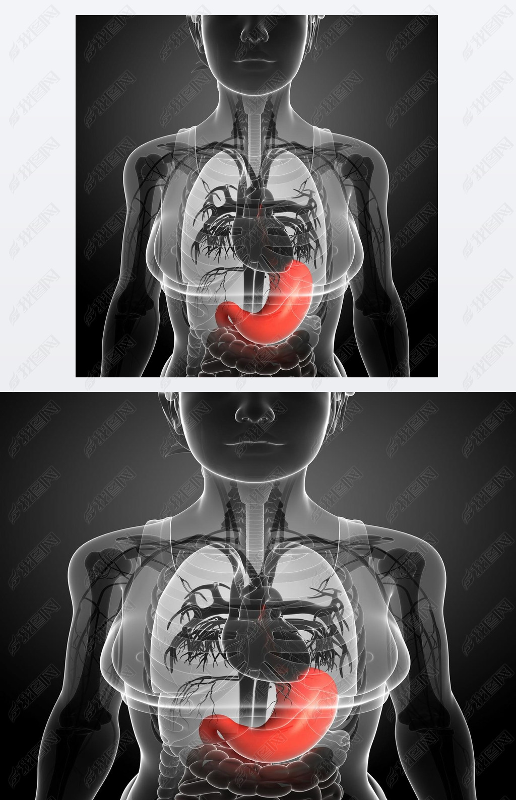 原创女性的胃解剖版权可商用