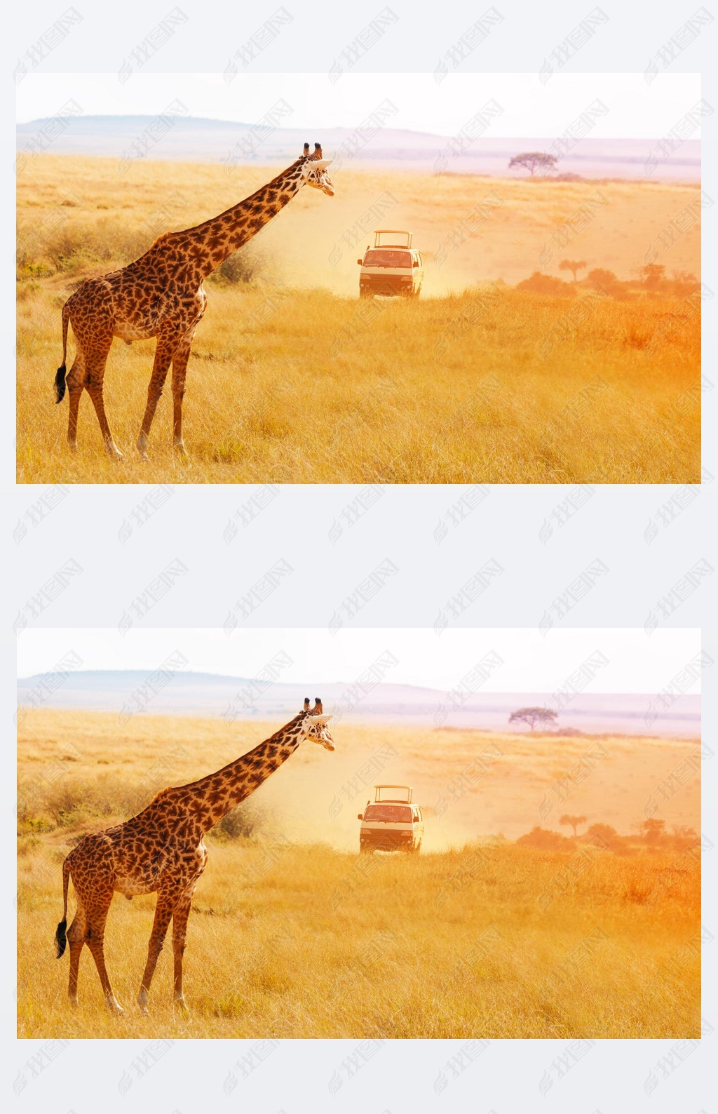 ¹ safari ճϦ