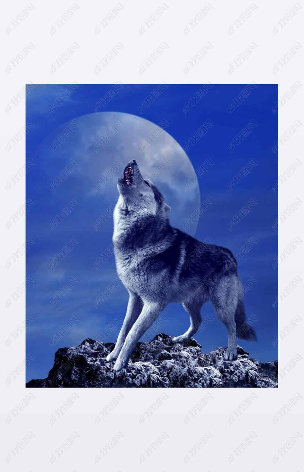 嚎叫狼和月亮