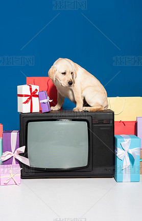 golden retriever puppy on vintage tv near gifts and purchases on blue background