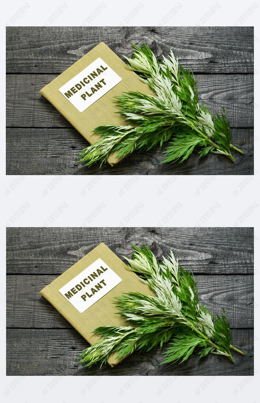 Wormwood and directory medicinal plant  