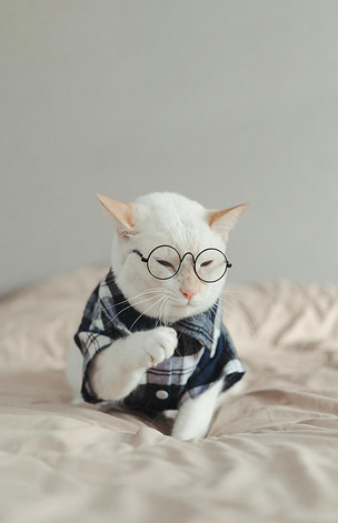 白猫戴眼镜的肖像,动物时尚观念.